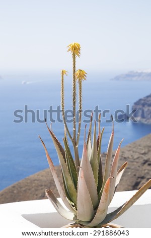 Aloe vera plant on a Mediterranean terrace
