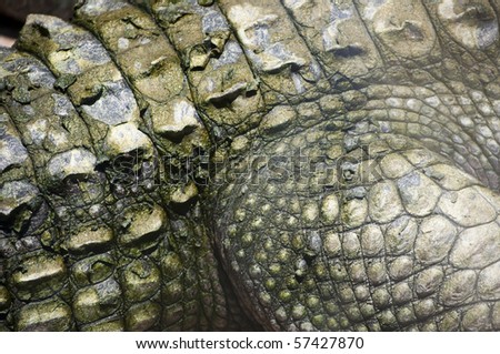 Close up of alligator at the St. Augustine Alligator Farm in Florida.