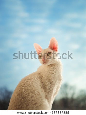 Young Cornish Rex cat looking left