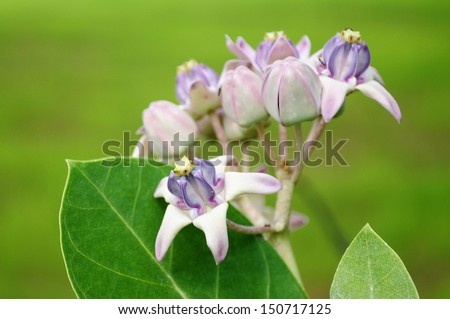 Purple Crown flowers