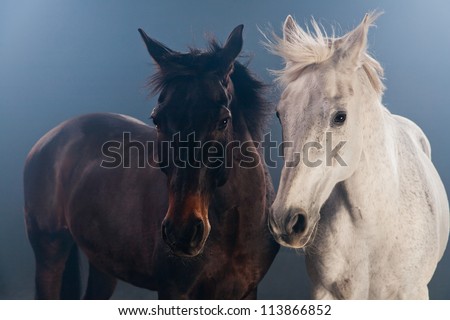 horse, bay and gray horse photographed in the studio on a blue background