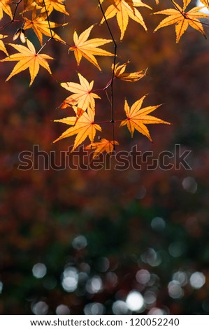 some beautiful orange maple leaves shining in the sun