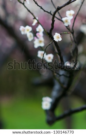 beautiful plum flowers in the rainy day