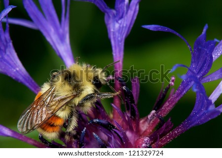 Bee in Bee Balm