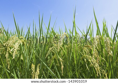 growth rice farm close up low angle with blue sky