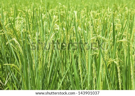 growth rice farm close up