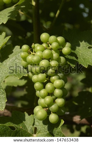 Grapes Vines Wine Vineyard