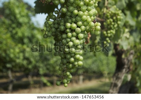 Grapes Vines Wine Vineyard