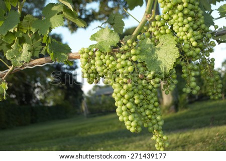 Green Grapes, Wine Vineyard