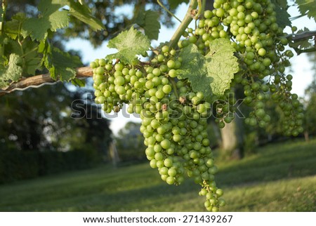 Green Grapes, Wine Vineyard