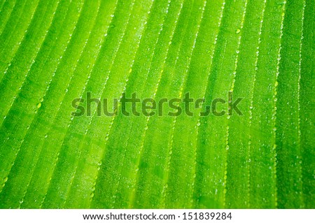 Close up of fresh and wet banana leaf, banana leaf texture, for background