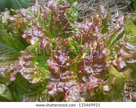Closeup of red leaf lettuce