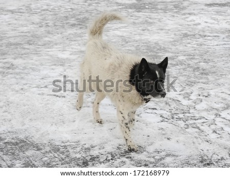 White dog with black head walking on ice