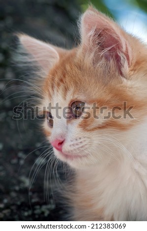 Kitten looks ahead close up outdoor