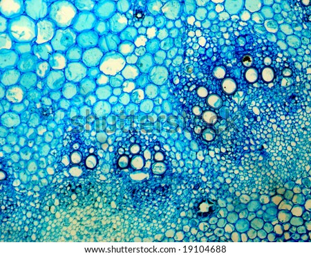 Dark blue pattern, maple leaf cut under a microscope