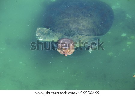 picture of a Florida soft shelled turtle swimming in lake Eola in downtown Orlando