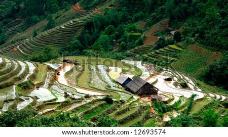 Village and Rice field curves