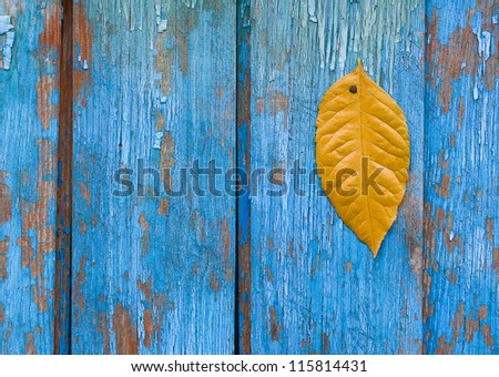 Yellow leaf on blue woody background