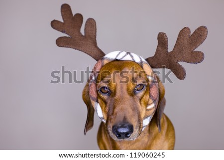 Dog in funny holiday costume