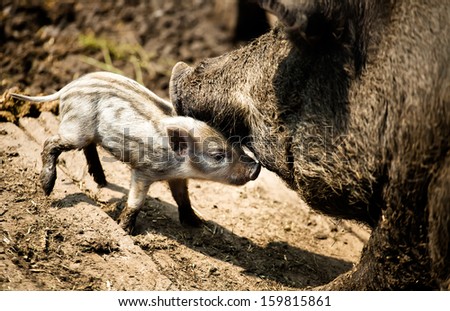 Summer trip to the park with wild animals as wild boar and other
