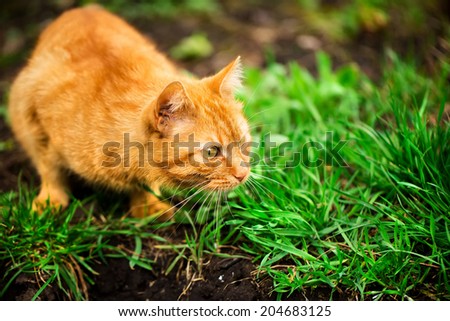 Red hair cat try to hunting in the garden