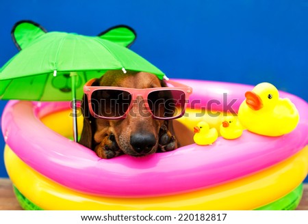 Stylish dog resting in the pool