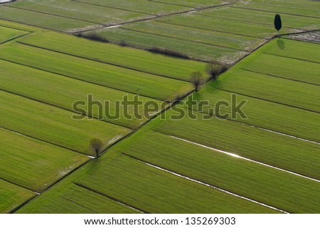 Parallel lines, aerial view of a cultivated land in Tuscany\'s countryside, Italy