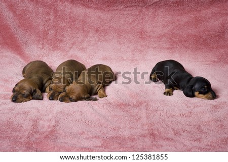 Four puppies sleeping on a pink blanket