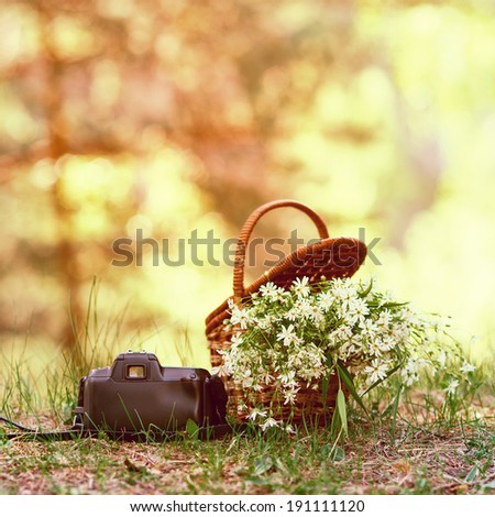 Still life close-up, a basket of flowers and a film camera in the woods on a sunny day