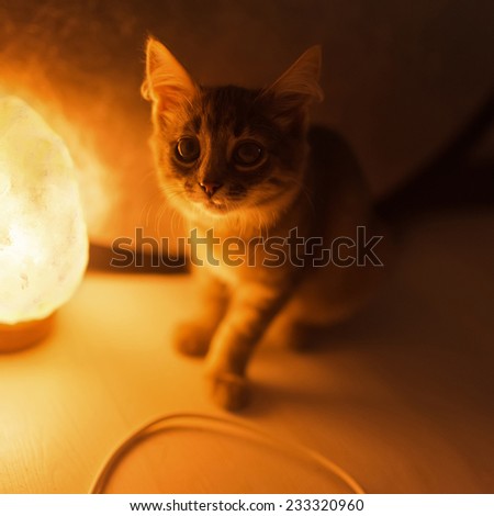 Little kitty in the evening sitting near the lamp