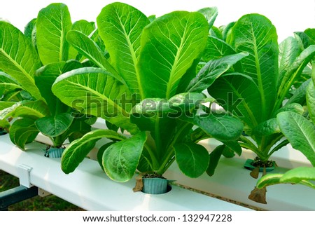 hydroponics green vegetable in farm, green lettuce