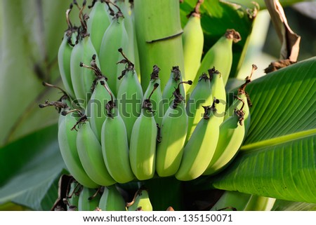green banana, unripe banana