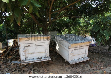 bee farm