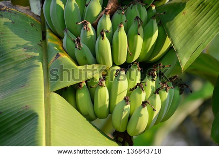 green banana, unripe banana in plant