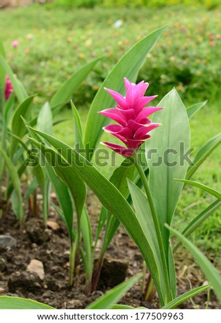 siam tulip flower, beautiful pink flowers in garden