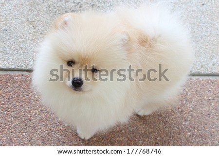 White Pomeranian Puppy Dog