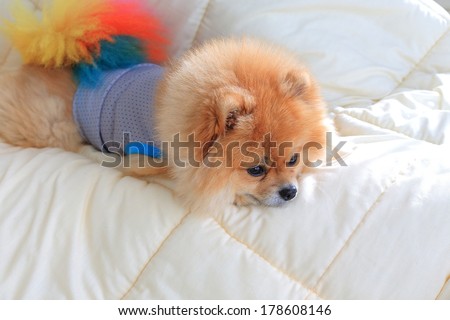 cute pet in house, pomeranian grooming dog wear clothes on bed at home