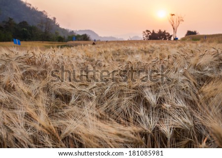 barley field and the sunset of rural scene, golden rice fields