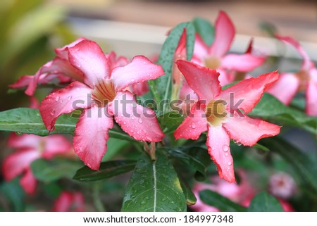 pink flowers with water drops on petal, desert rose flowers
