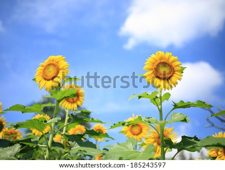 beautiful sunflowers in garden with blue sky