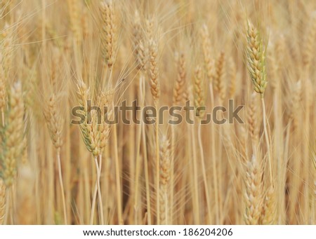 barley field of agriculture rural scene, golden rice fields
