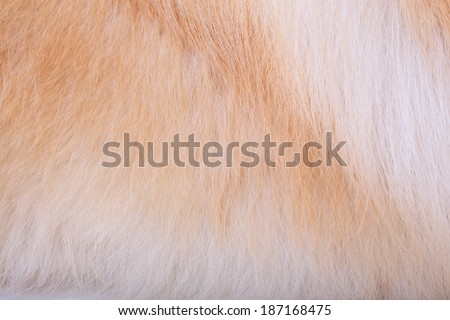 textured dog hair background, Animal fur