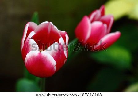 Beautiful red tulip flower, tulip in the garden field