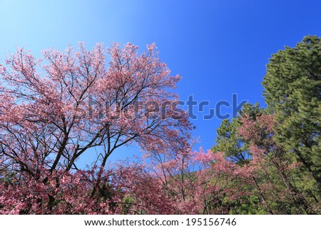 Beautiful pink flowers, cherry blossom