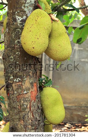 Jack fruit ripe on tree