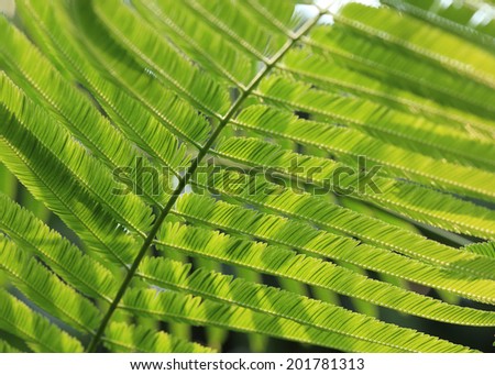 green leaves, natural foliage plant