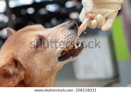 dog eating bone from owner