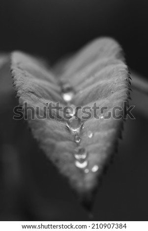 leaf with water dew drops, black and white image