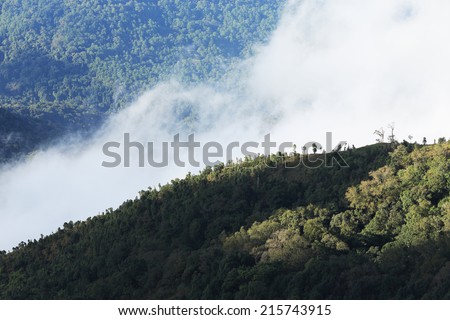 jungle forest and mountain with mist in nature