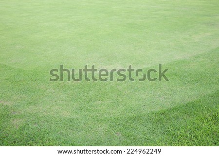 green grass field of golf course, sport background